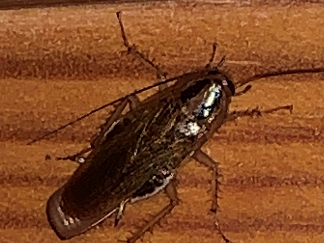 Kakerlakker i Norge