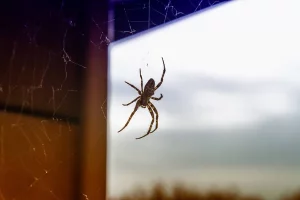 edderkopp i norge