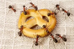 bli kvitt maur naturlig