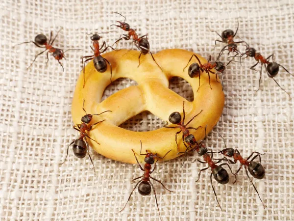bli kvitt maur naturlig
