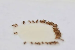 bli kvitt maur