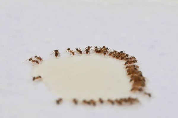 bekjempelse av maurproblemer