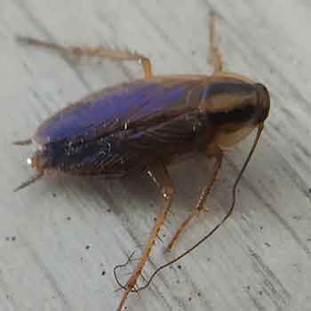 Tysk kakerlakk
