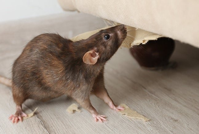 Hvordan bli kvitt rotter i huset raskt: En komplett guide -  Skadedyrkontroll1