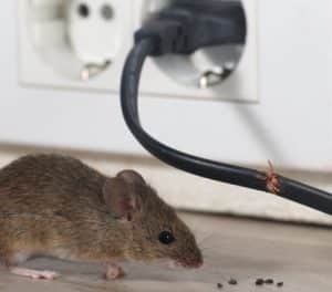Mice in houses