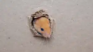 Mice in the wall