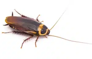 Australsk kakerlakk