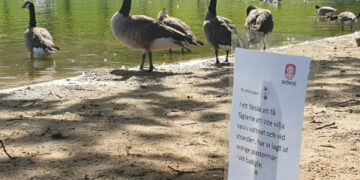 Fåglar i Boulognersjön i Skövde