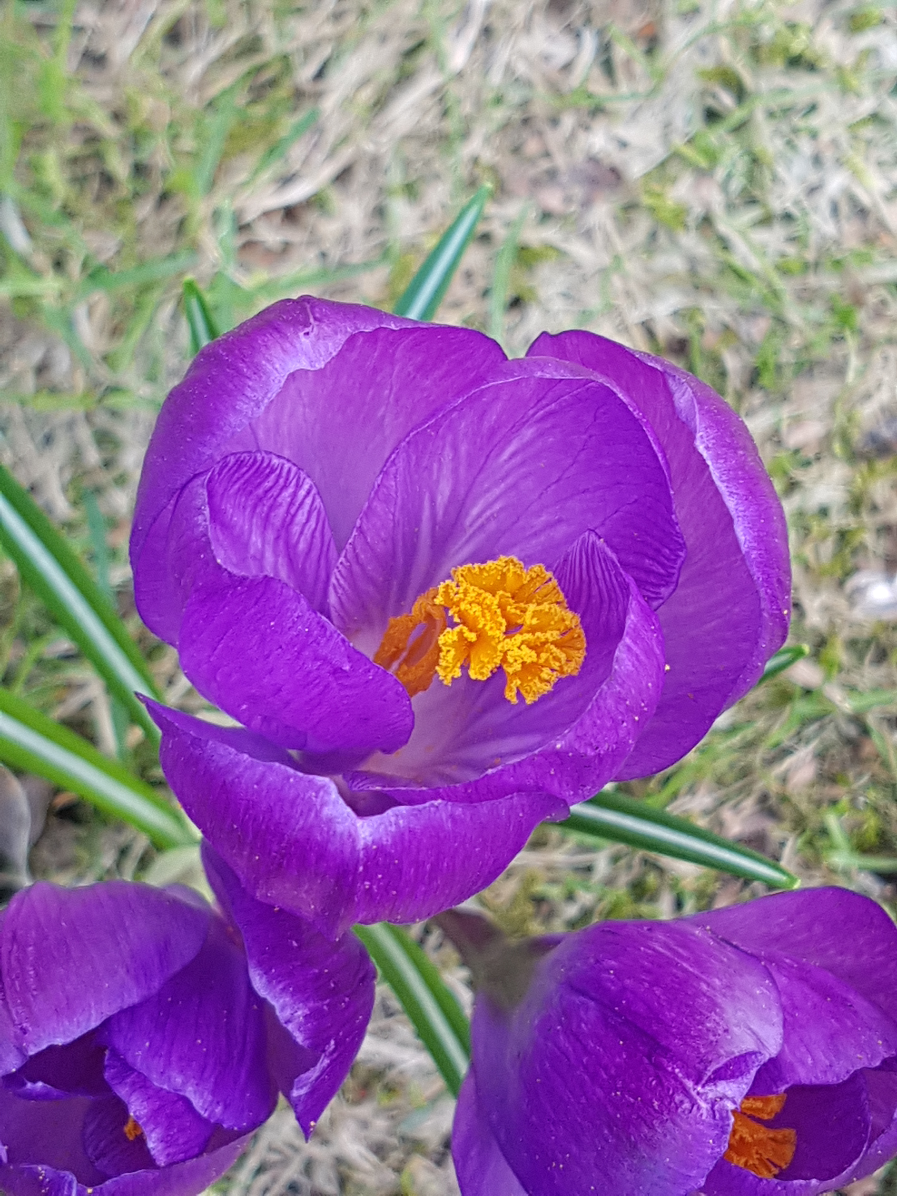 Krokus lykke på vei hjem fra jobb.