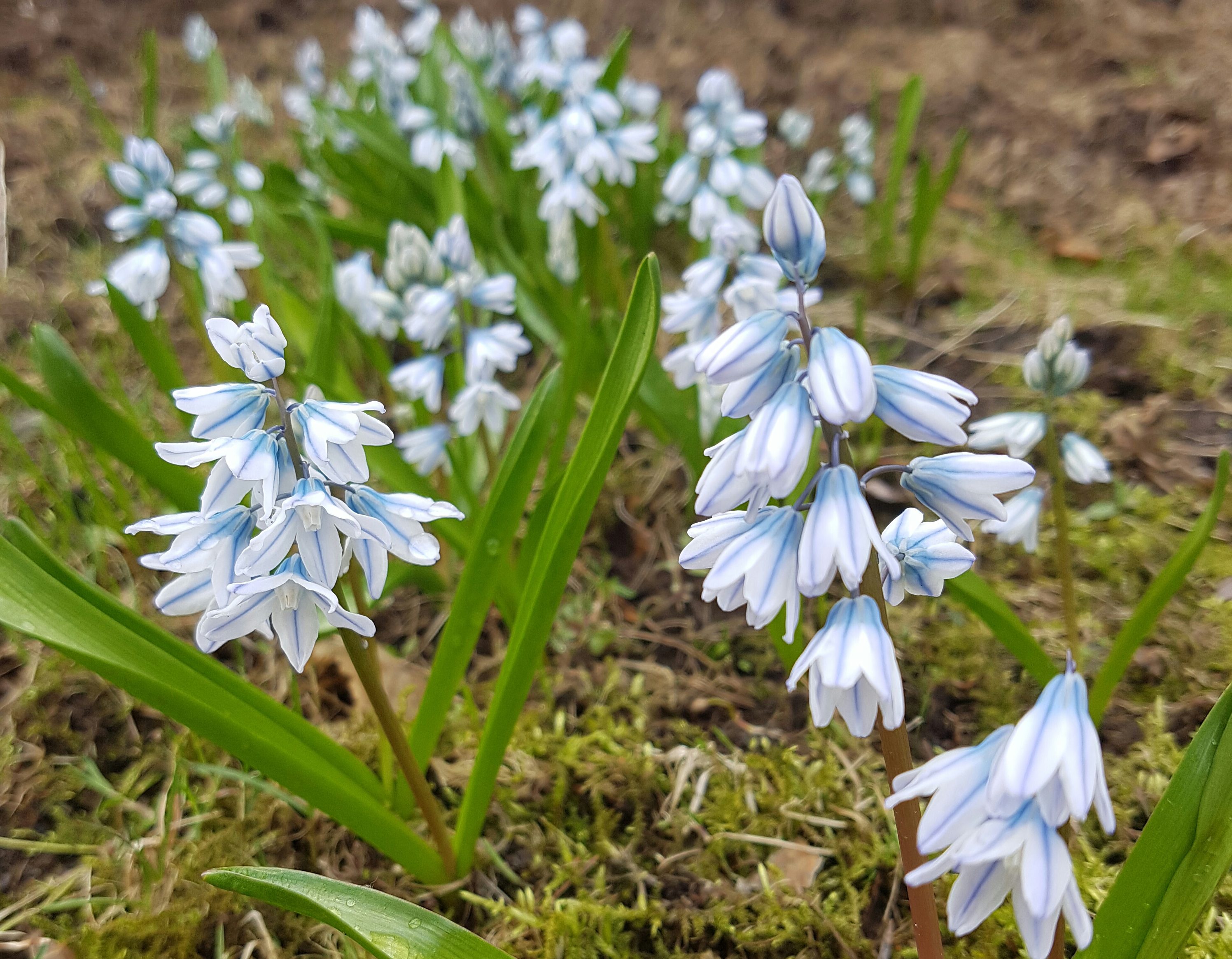 Russeblåstjerne, Scilla og Vårpryd er perfekt.