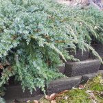 juniperus