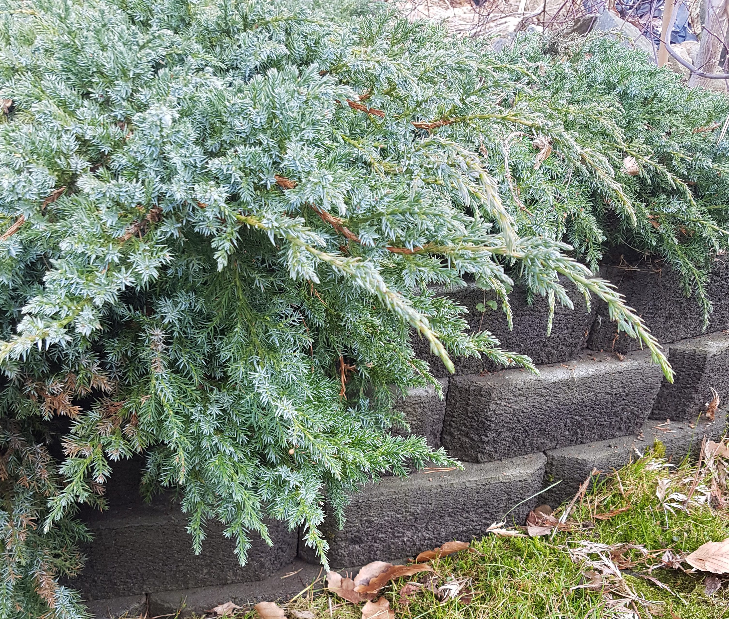 Blomsterdekoratørens klippe tips for mindre synlige sår!