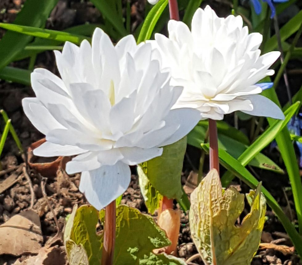 Kanadisk blodurt, tidlig med fjærlette blomster