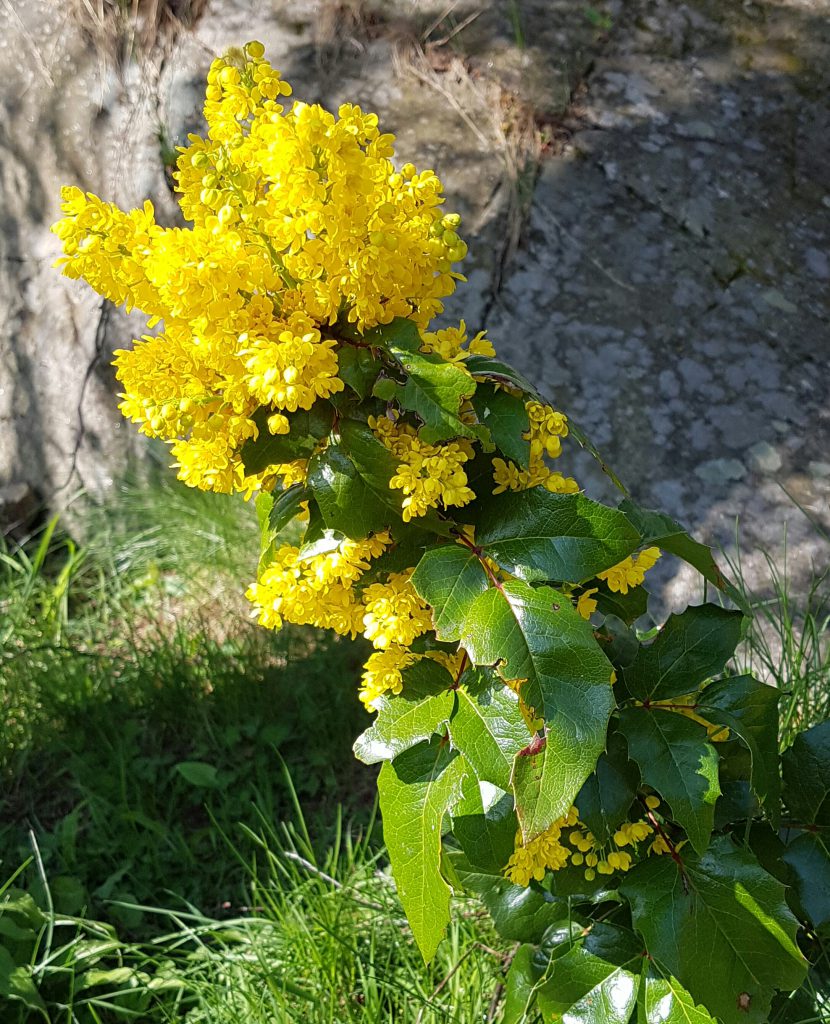 Mahonia