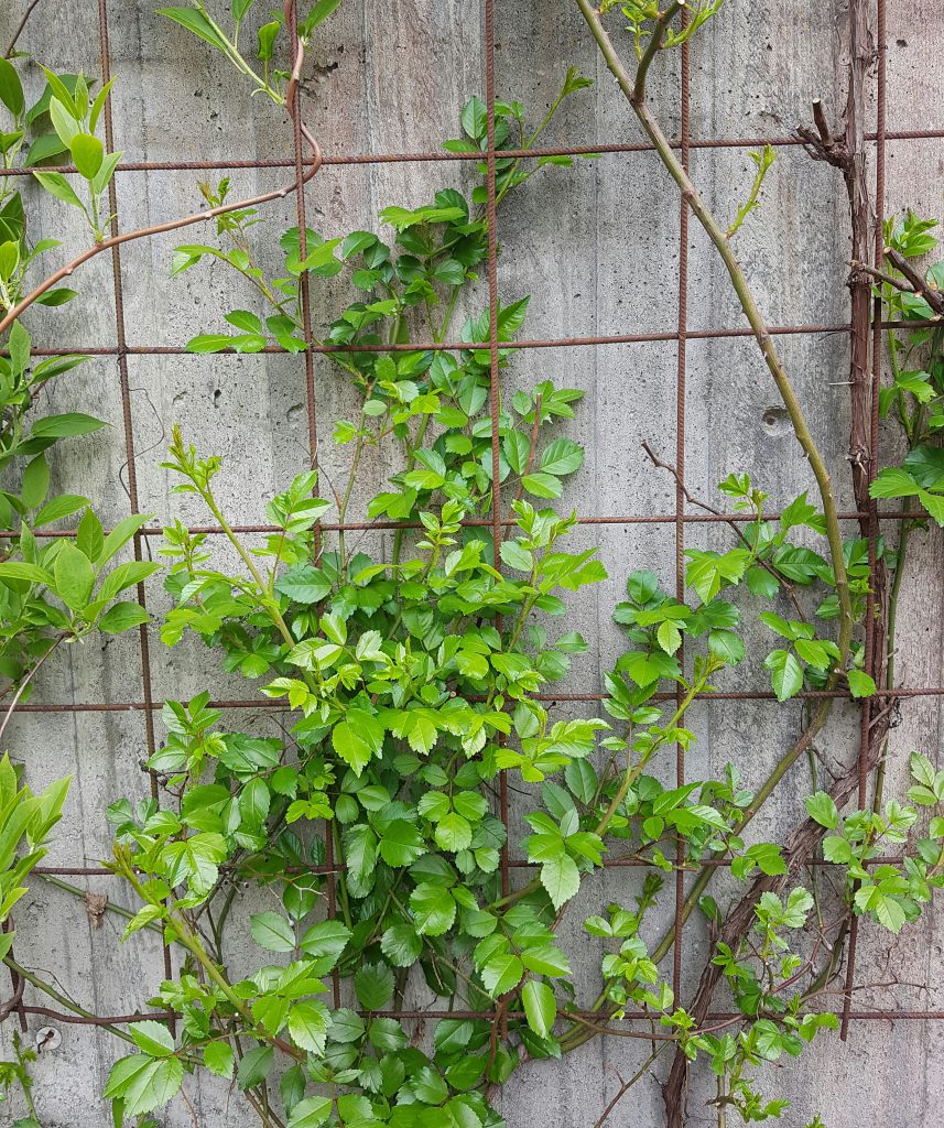 Enkel, billig og vedlikeholdsfri espalier i alle varianter. - SkarpiHagen