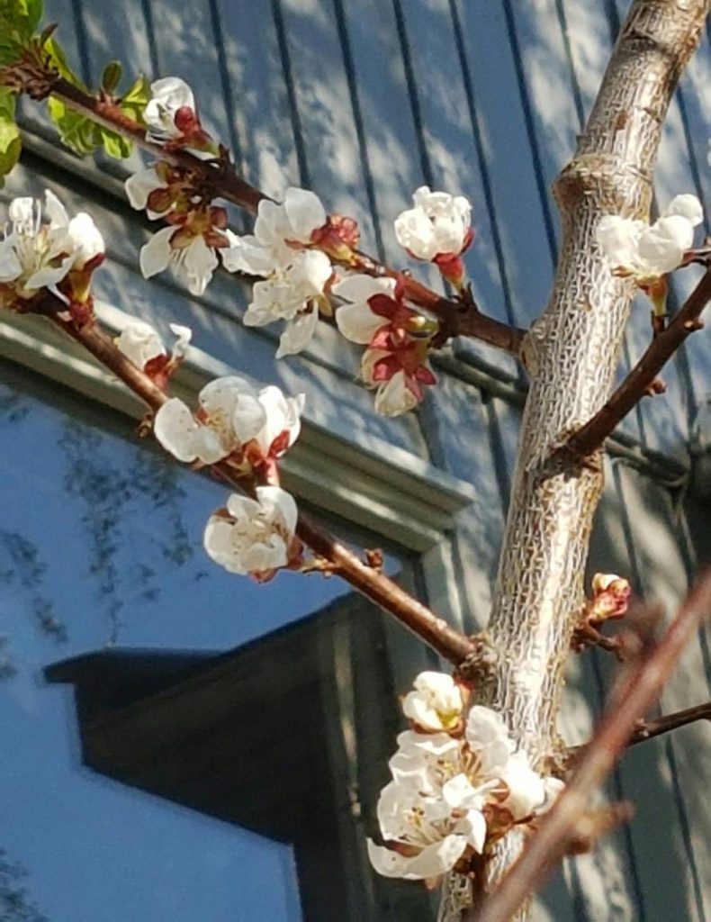 Aprikosblomster