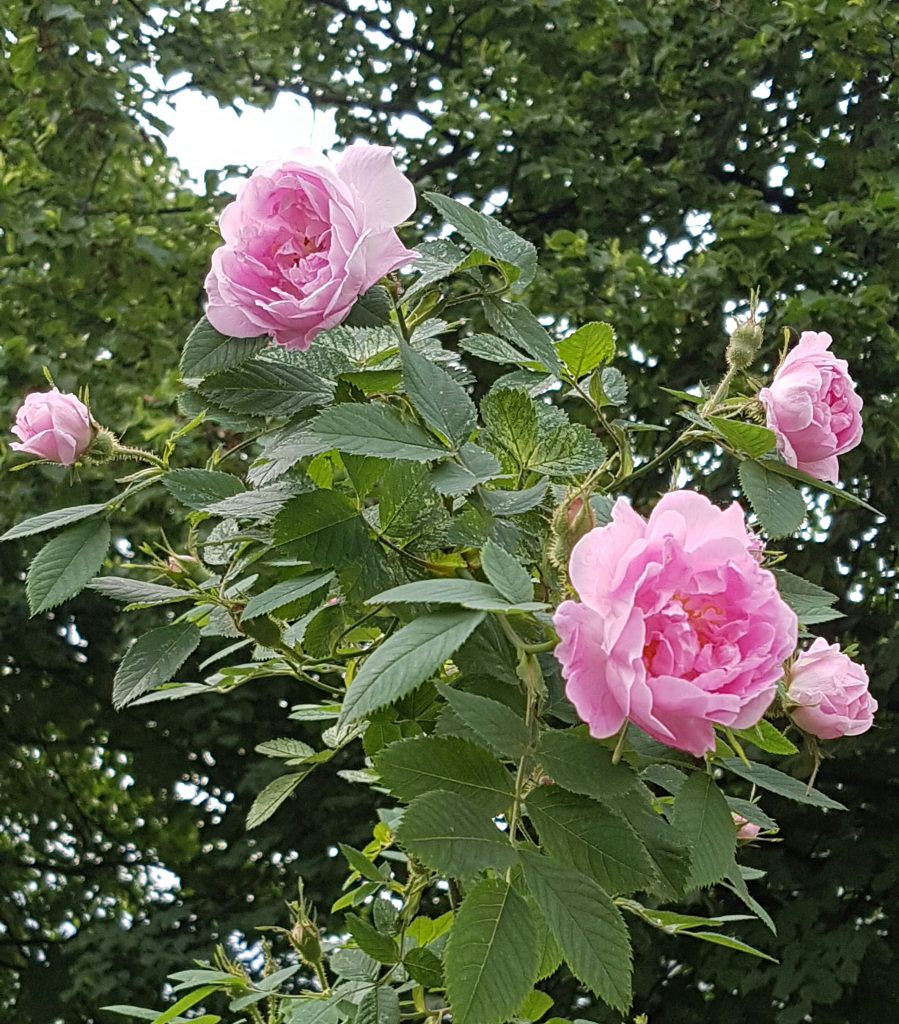 Hurdalsrosa, som en drøm i rosa tyll… - SkarpiHagen