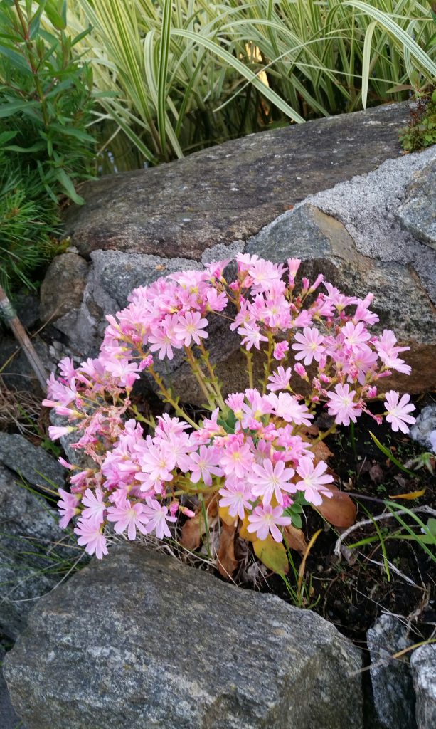 Lewisia