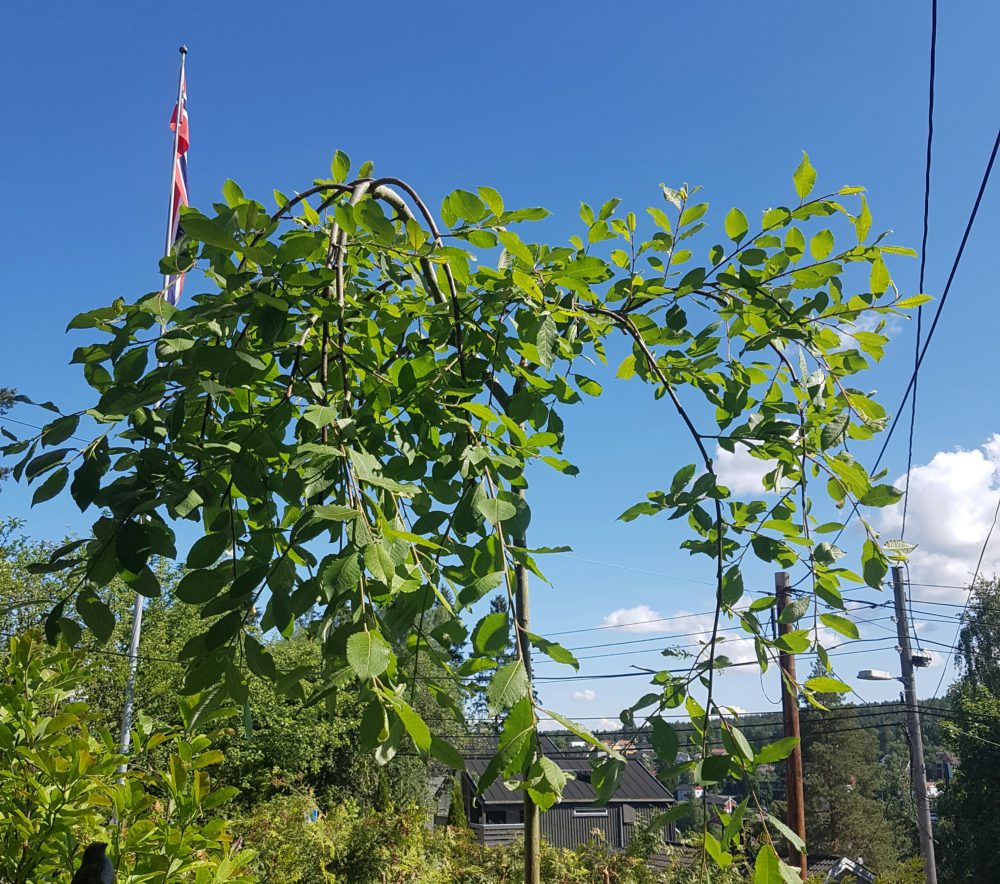 Plant et et tre på balkongen eller terrassen?