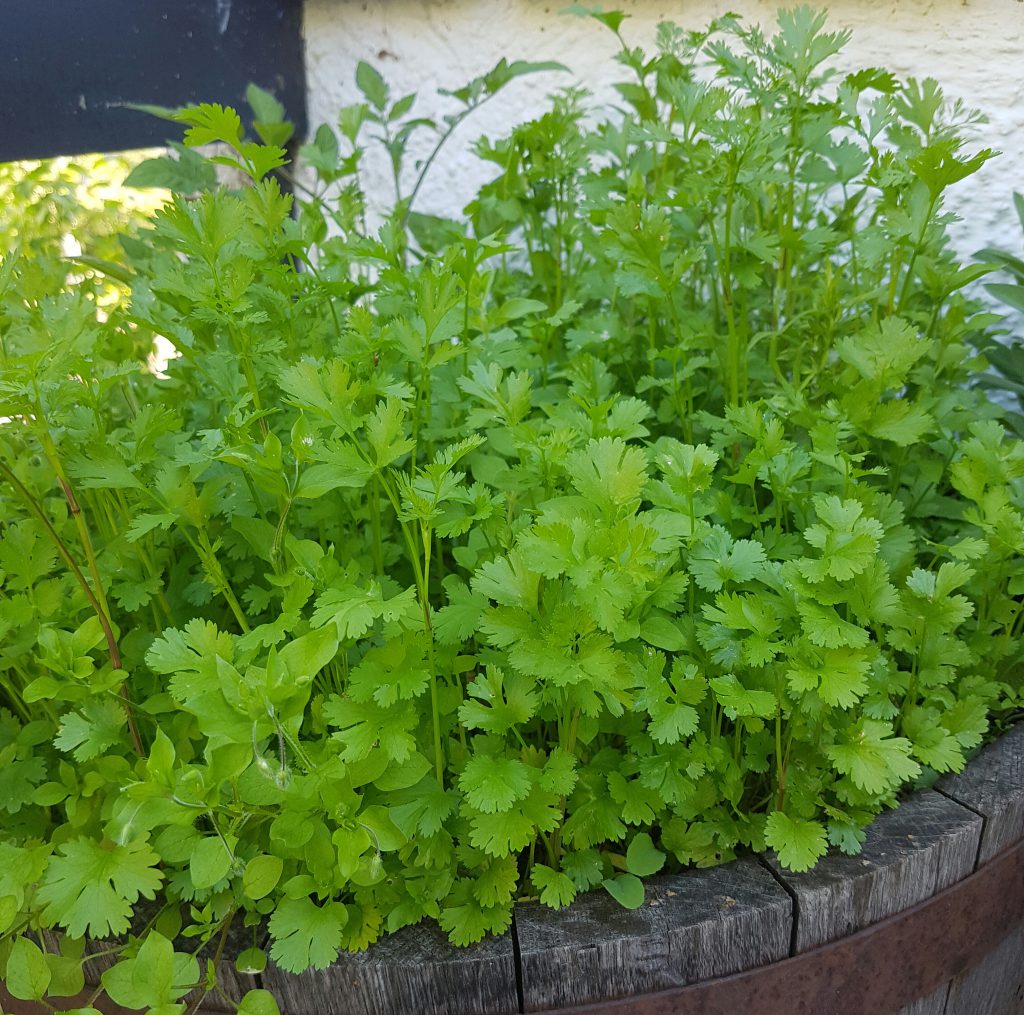 10 herlige urteplanter til krukke på terrassen eller balkongen! -  SkarpiHagen