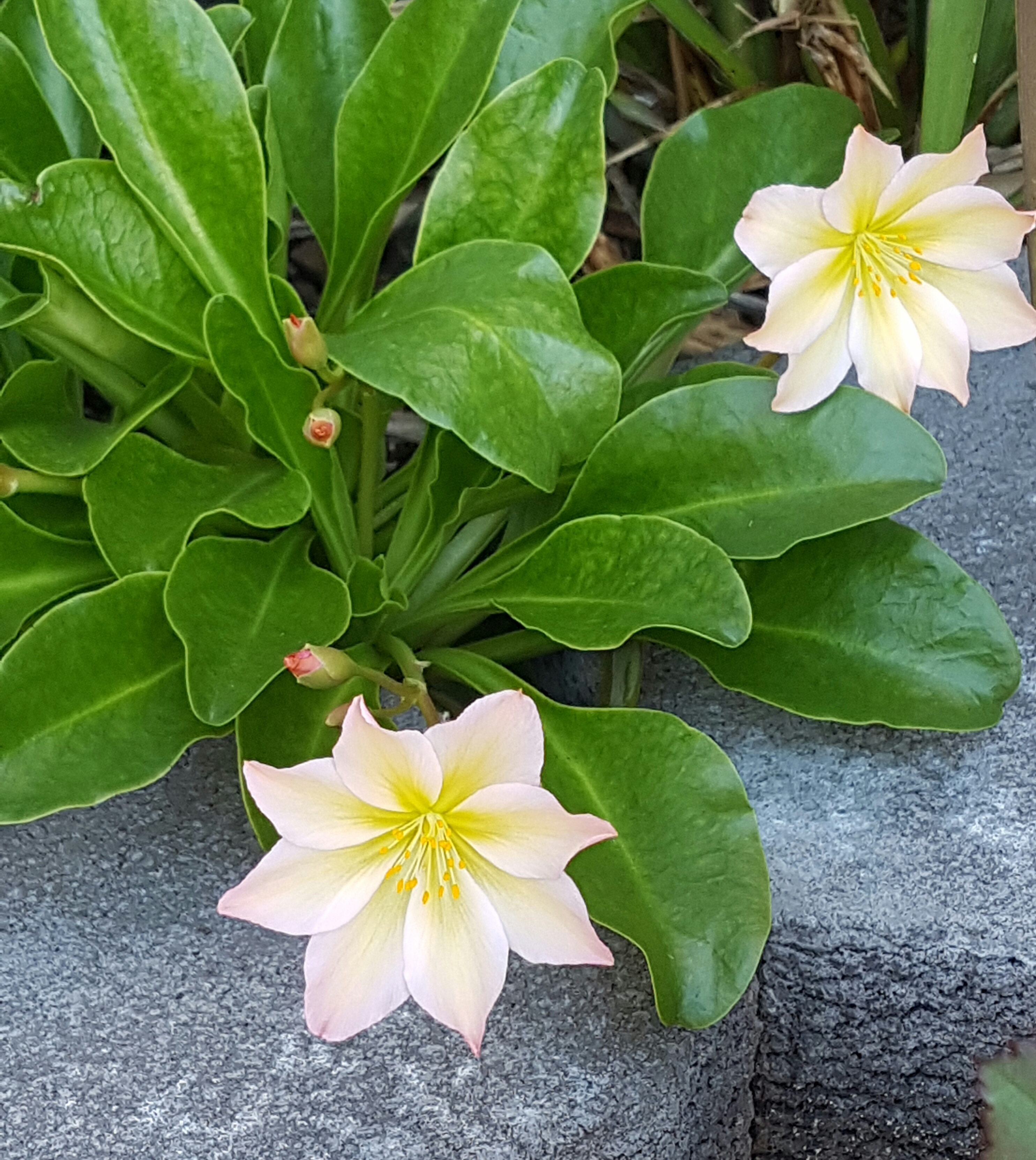 Fra nesten usynlig til blikkfang, Lewisia!