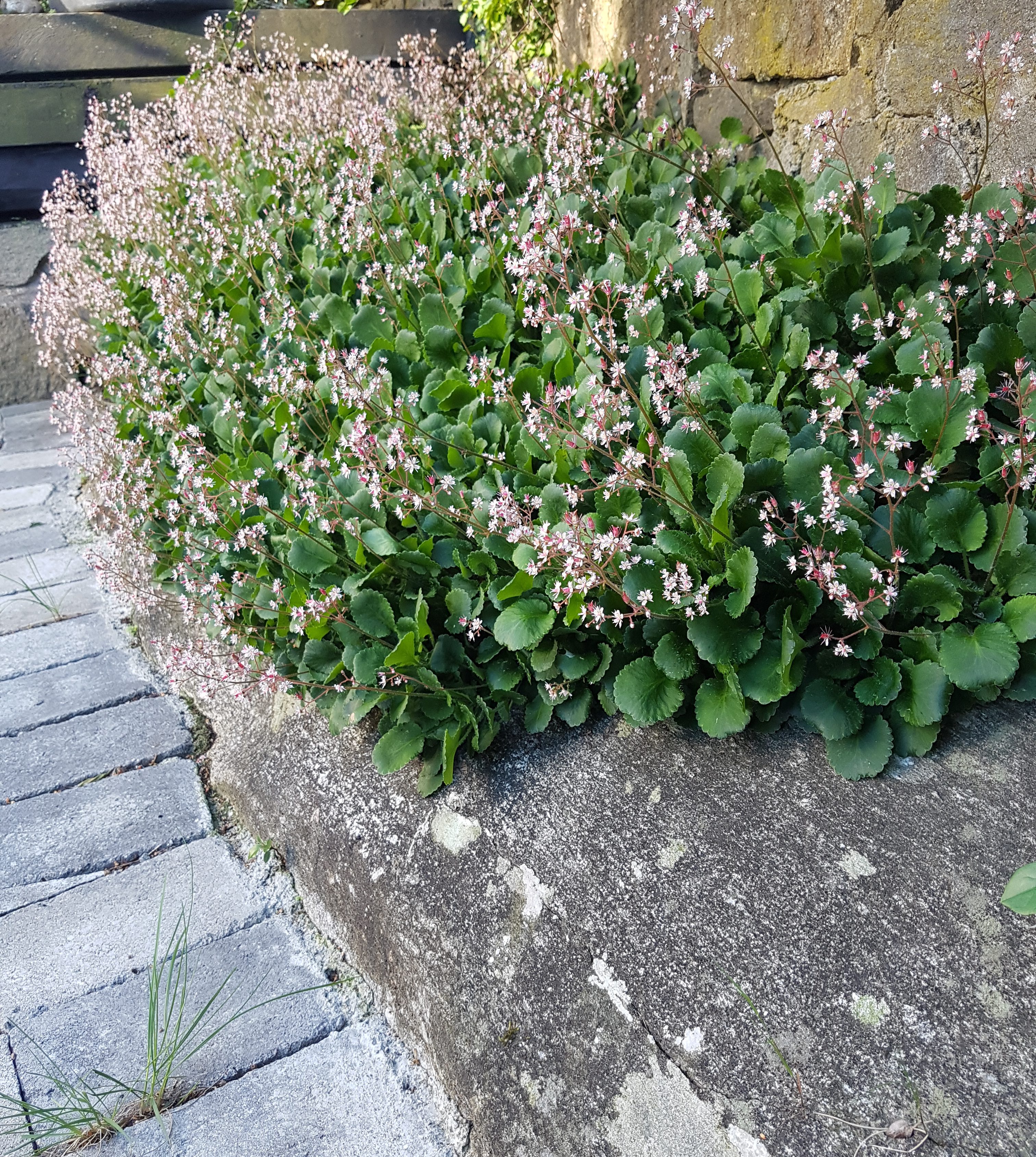 Gammel staude og perfekt bunndekker.