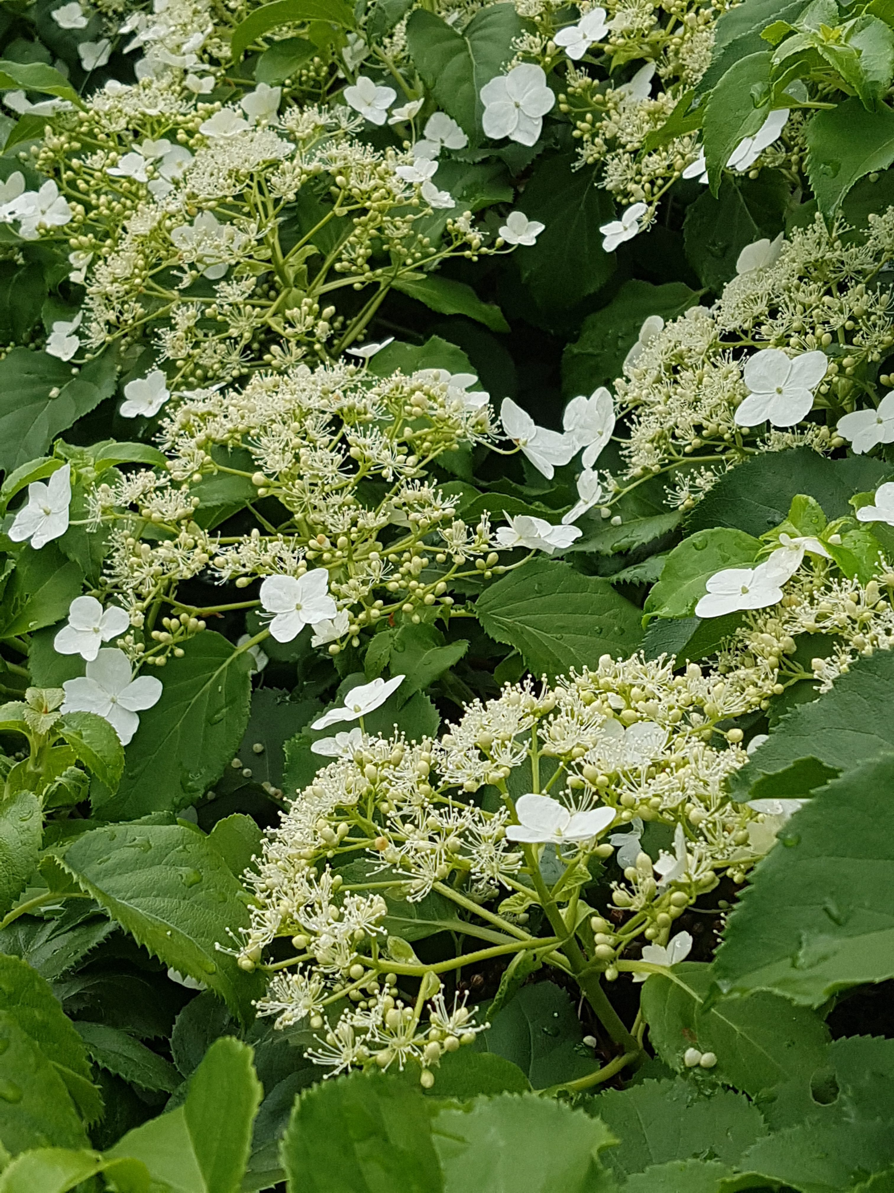 Jakten på den perfekte klatreplanten…Klatrehortensia