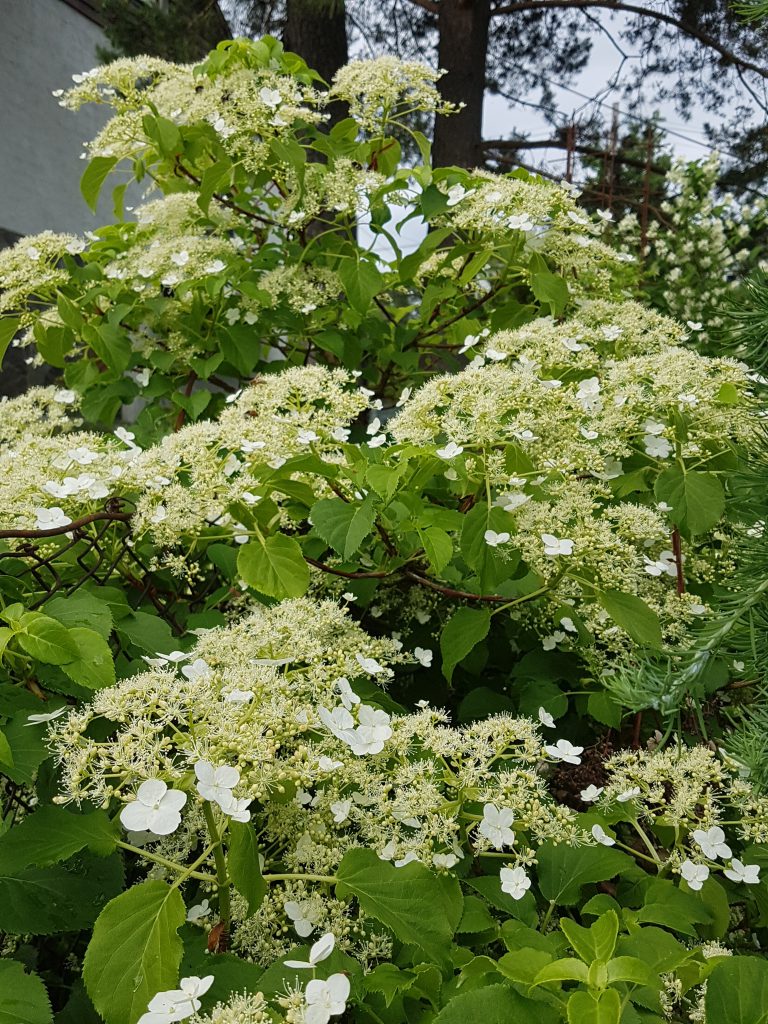 Her har jeg plantet Klatrehortensia mot et gjerde. Når den er etablert vokser den i god fart og danner en grønn fin vegg.