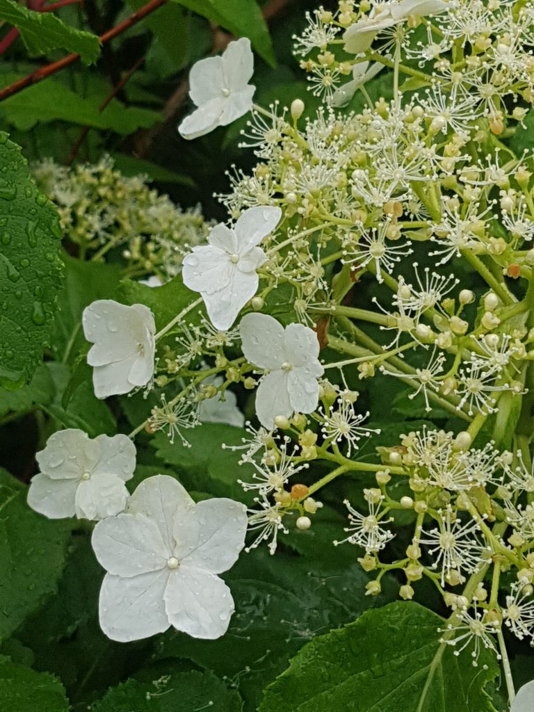 Hydrangea petiolaris