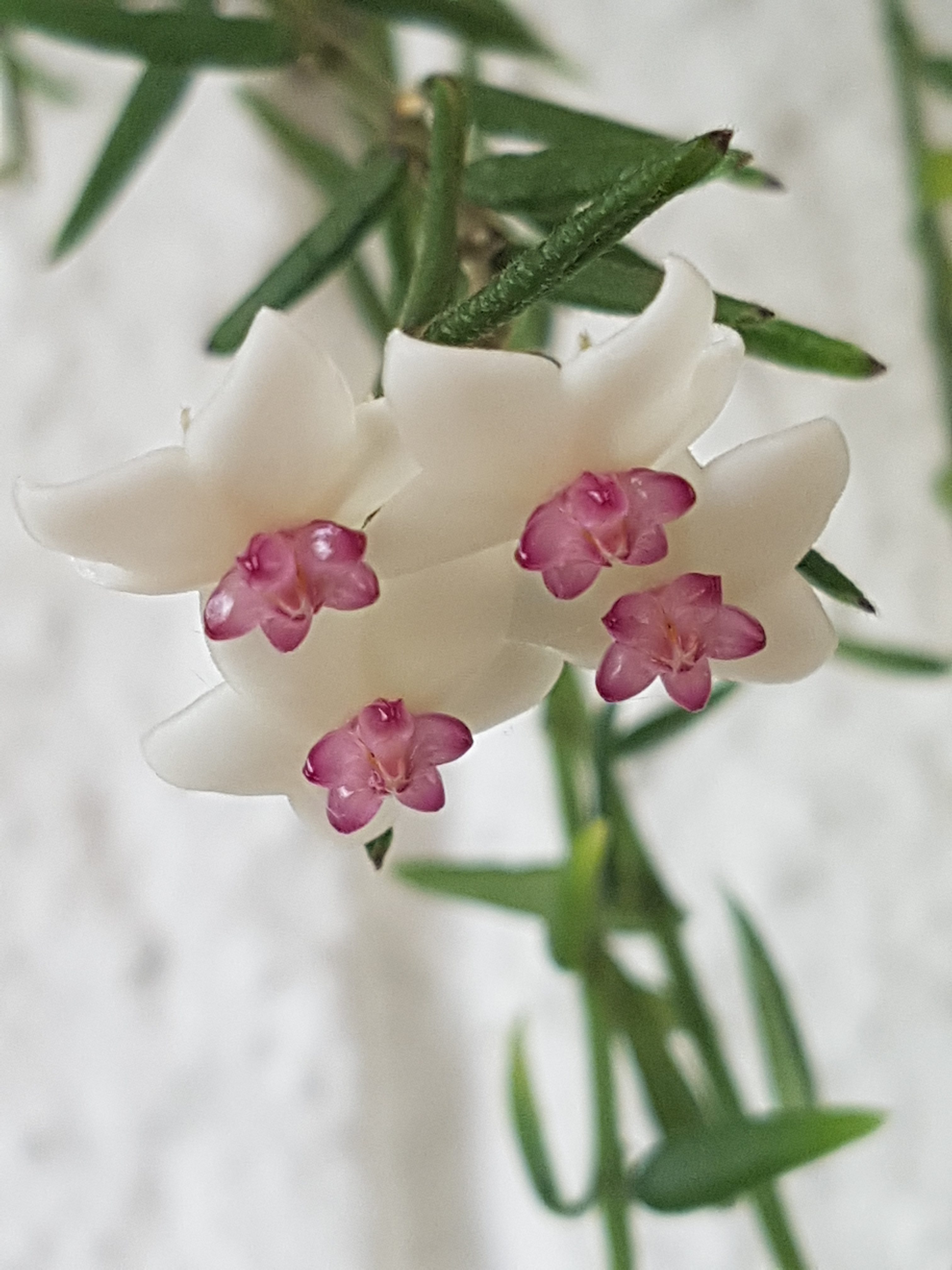 Herlige Hoya engleriana