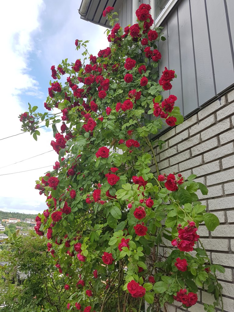 "Baksiden" av "flammentanz" er heller ikke så dum.