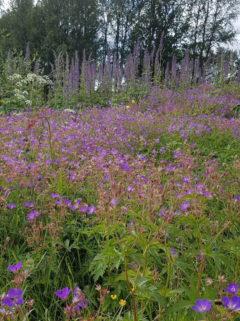 Blomstereng