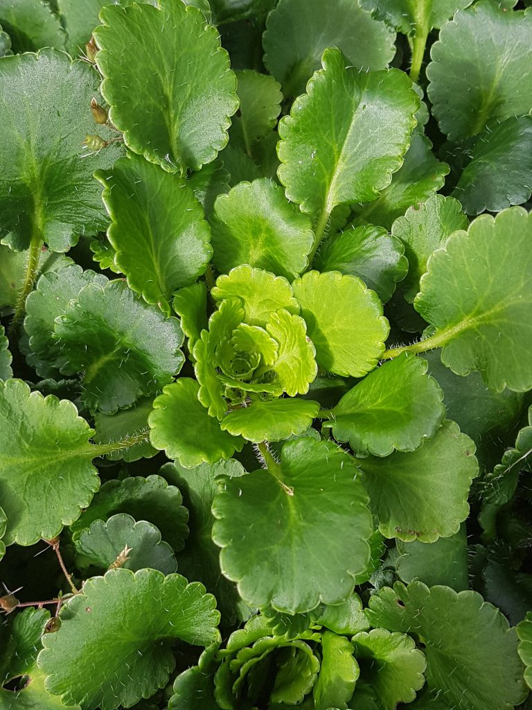 Nye blader og gode rosetter vil gi mye blomstring neste år!