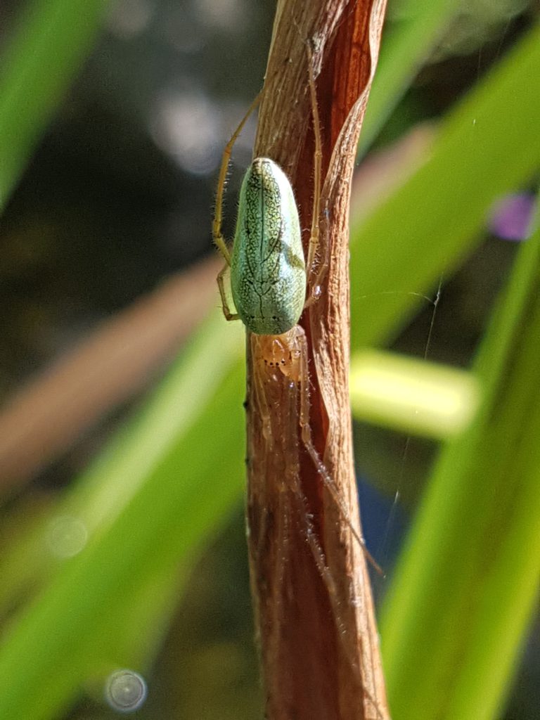 Edderkopp i dammen på et Irisblad