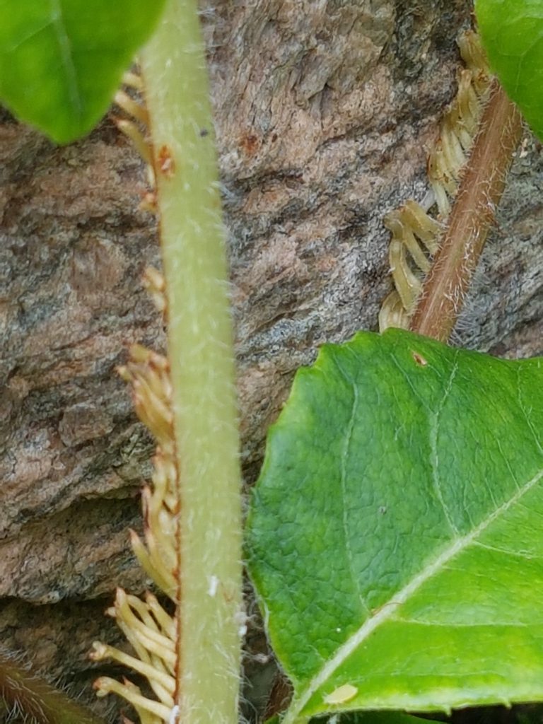 Nye skudd på Klatrehortensia med røtter som fester seg til nærmest ethvert underlag. Disse utvikler seg til større røtter hvis det finnes underlag med mulighet for næringsopptak.