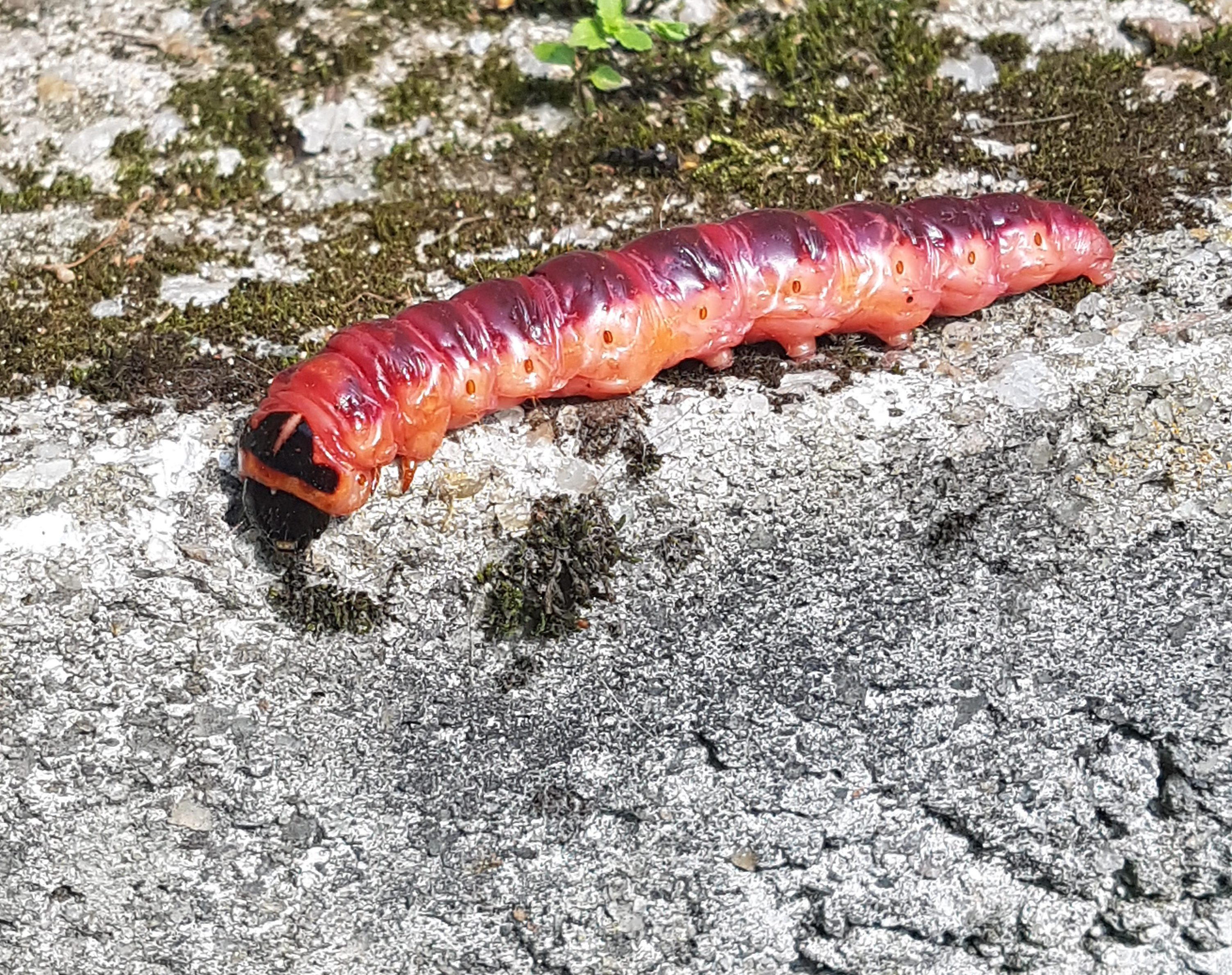 Uvelkommen Tredreper i hagen…!