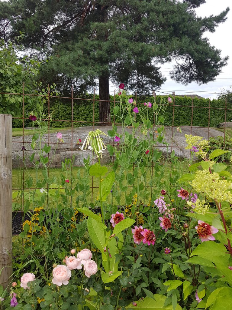 Blomsterertene er i bakkant med lavere planter i front som også gir skygge til røttene