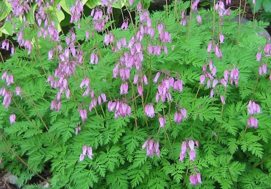 Dicentra formosa bilde lånt fra nettet.