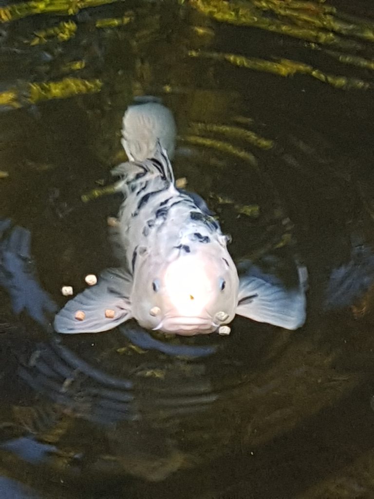 Matglad koi