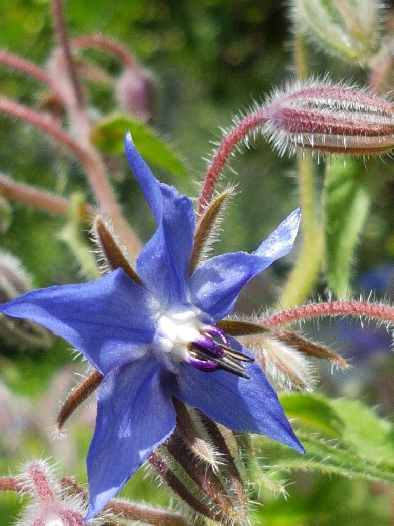 Agurkurt, Borago officinalis