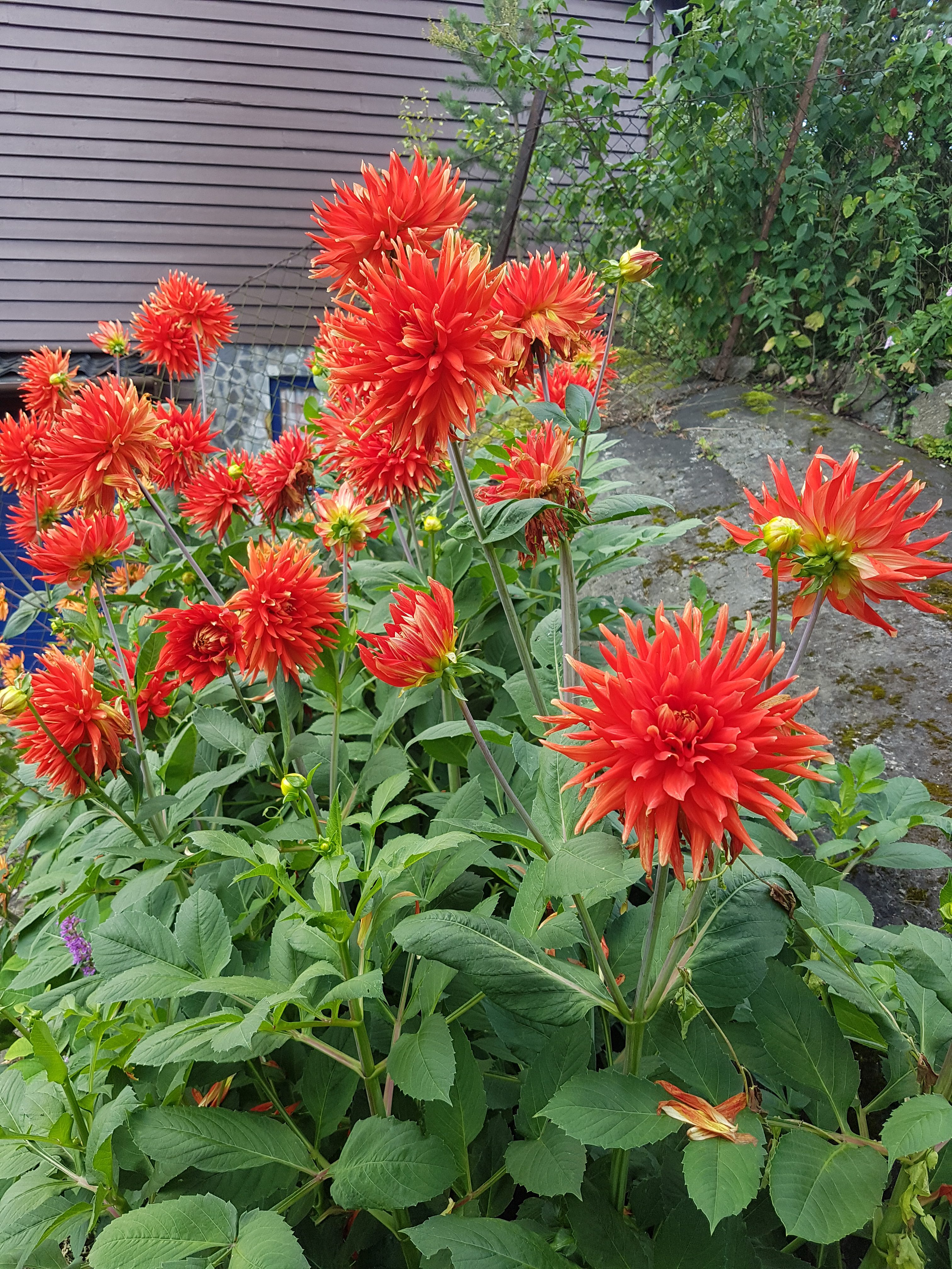 Hva kan gjøres med blomstene når hagen nærmest står under vann?