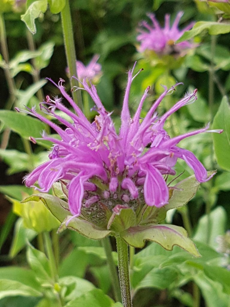 Monarda eller hestemynte. Bladene er gode til te, blomstenes kronblader er lekker farge i salater og