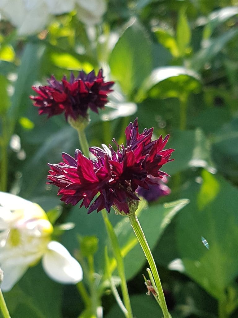 Kornblomst
