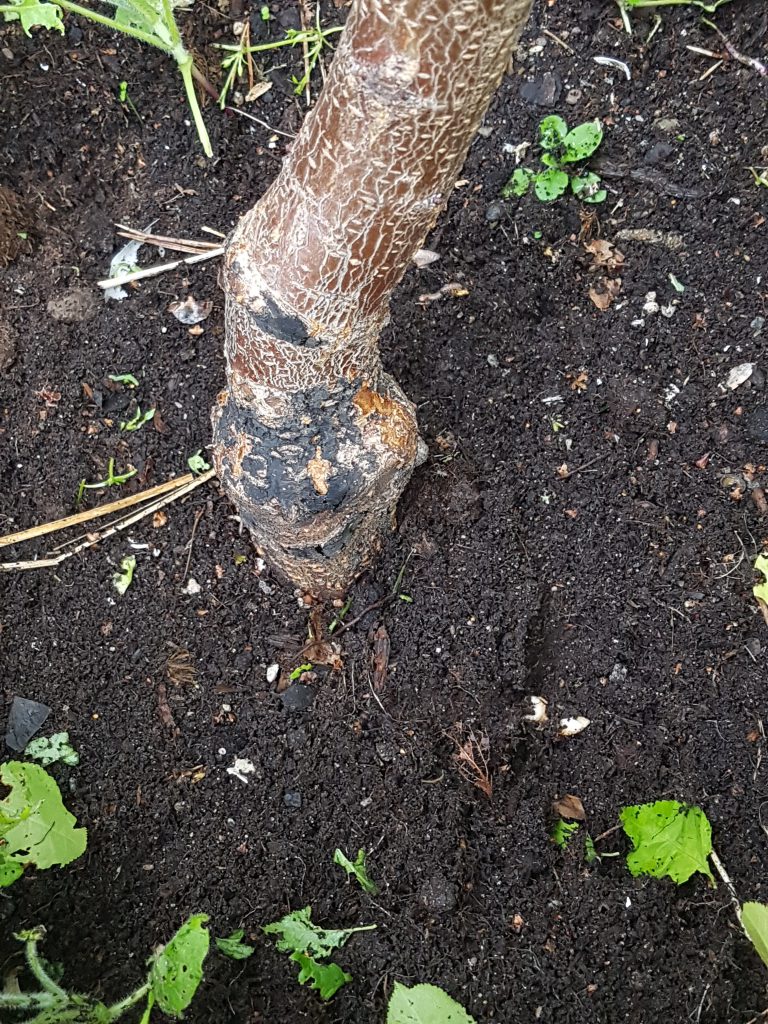 Ren og pen stamme uten rotskudd som stjeler næringen.