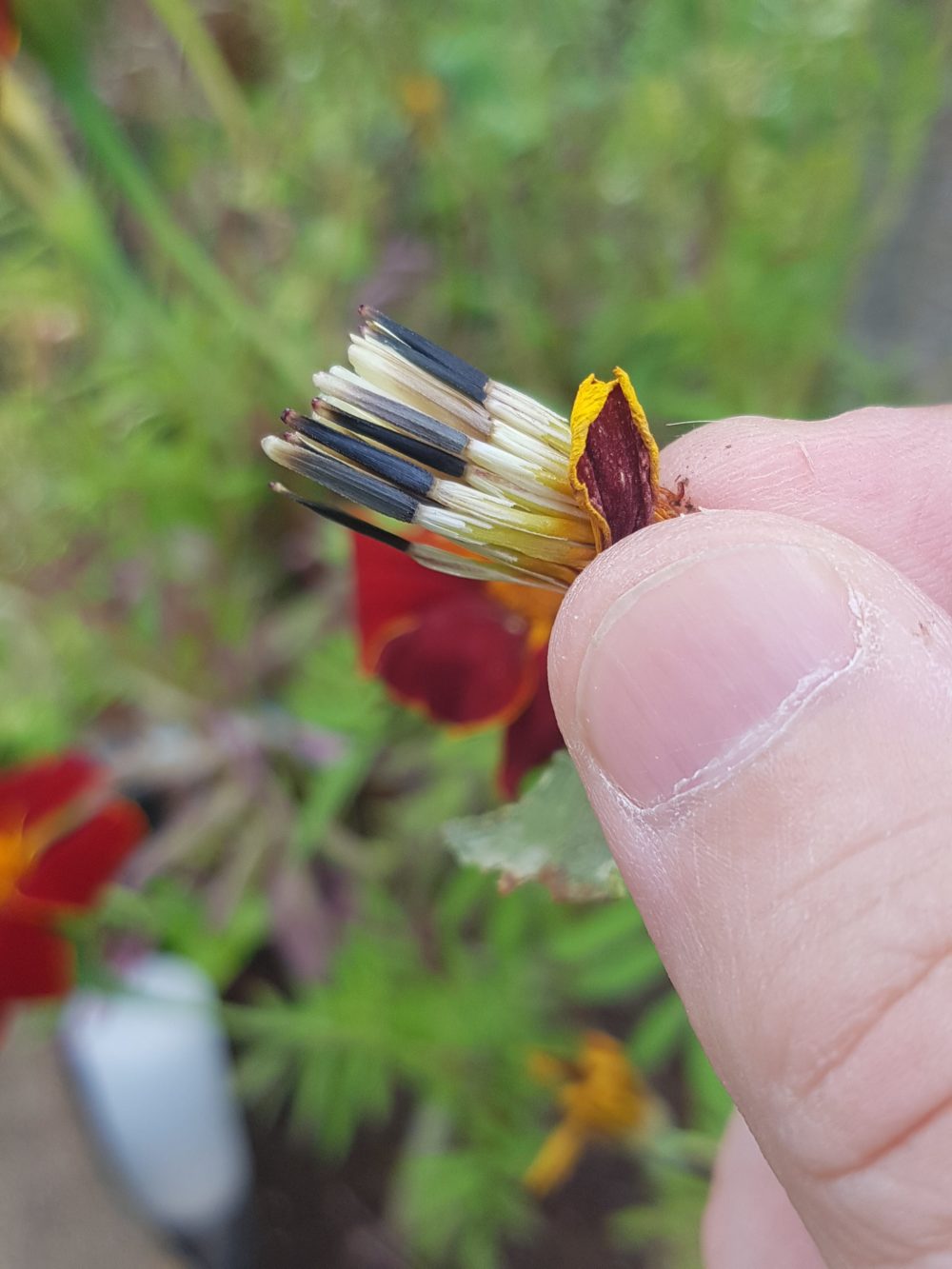 Kulturarv planten. Tagetes "Burning embers"