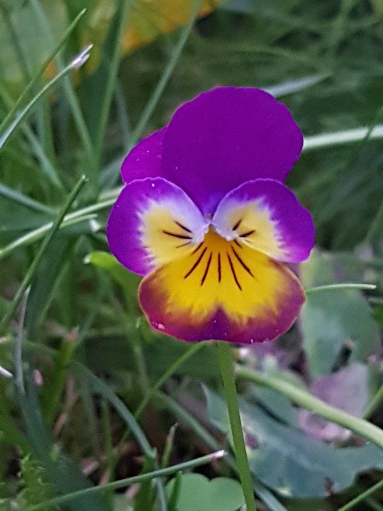 Stemorsblomster