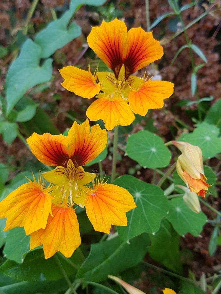 Blomkarse "Phoenix"