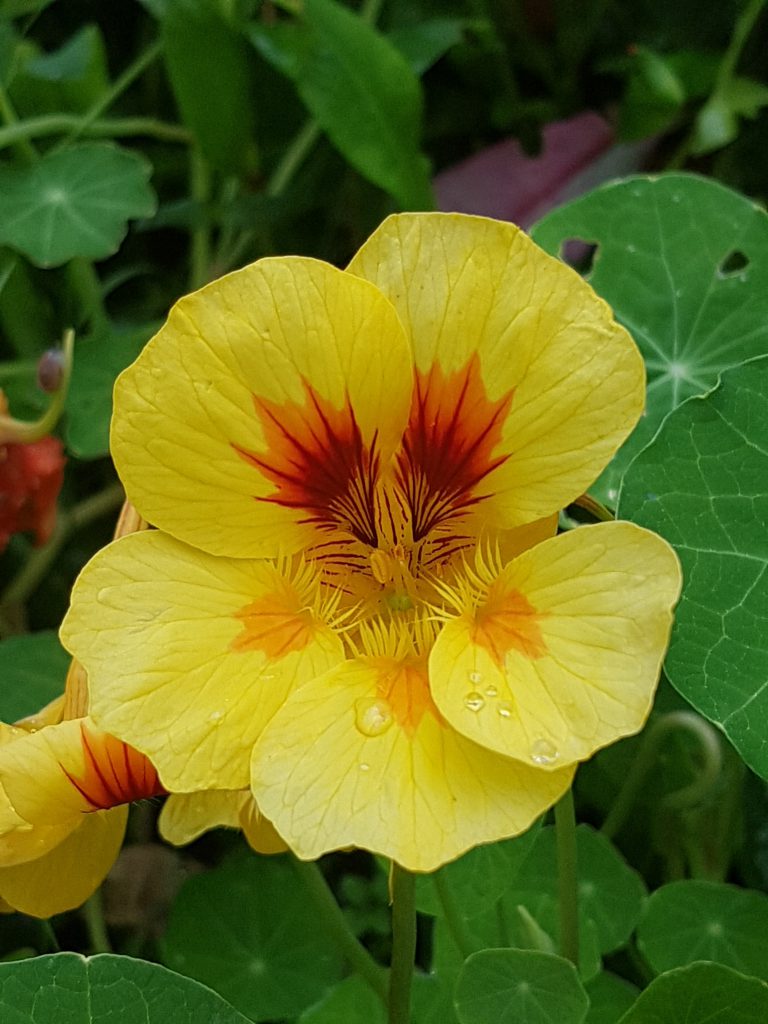 Tropaeolum majus