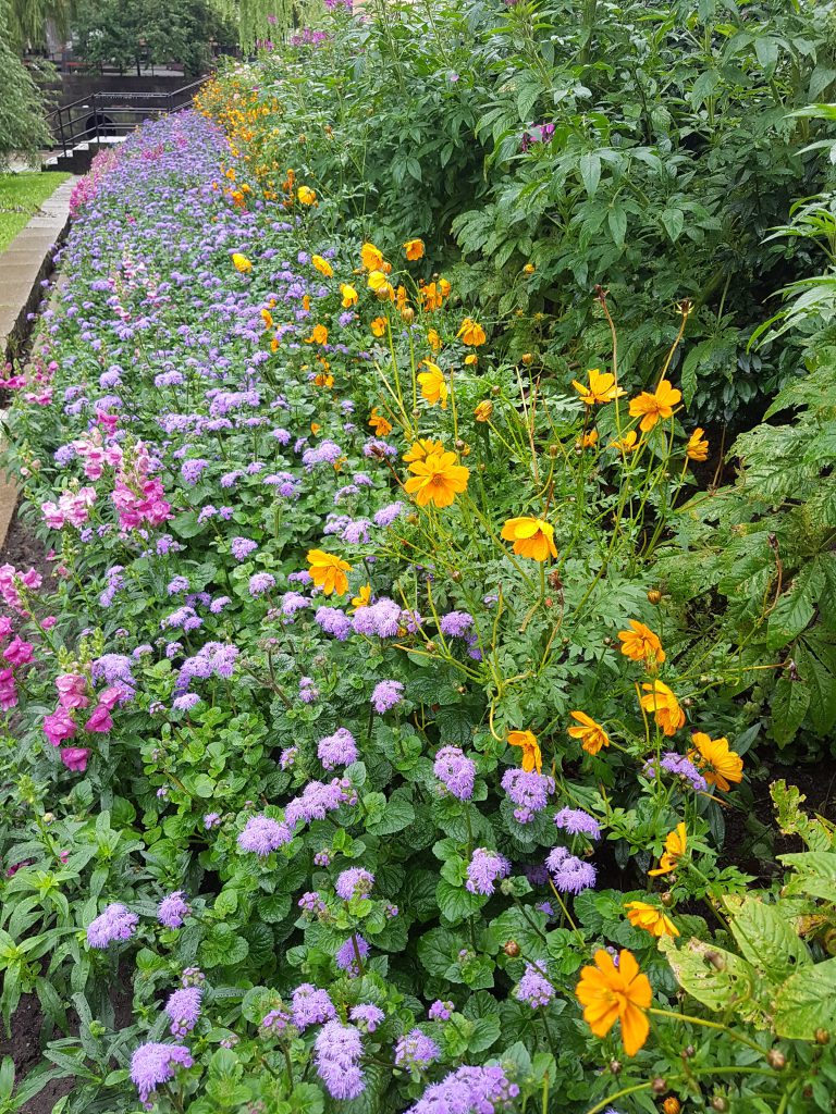 Ageratum så langt øye kan se. 