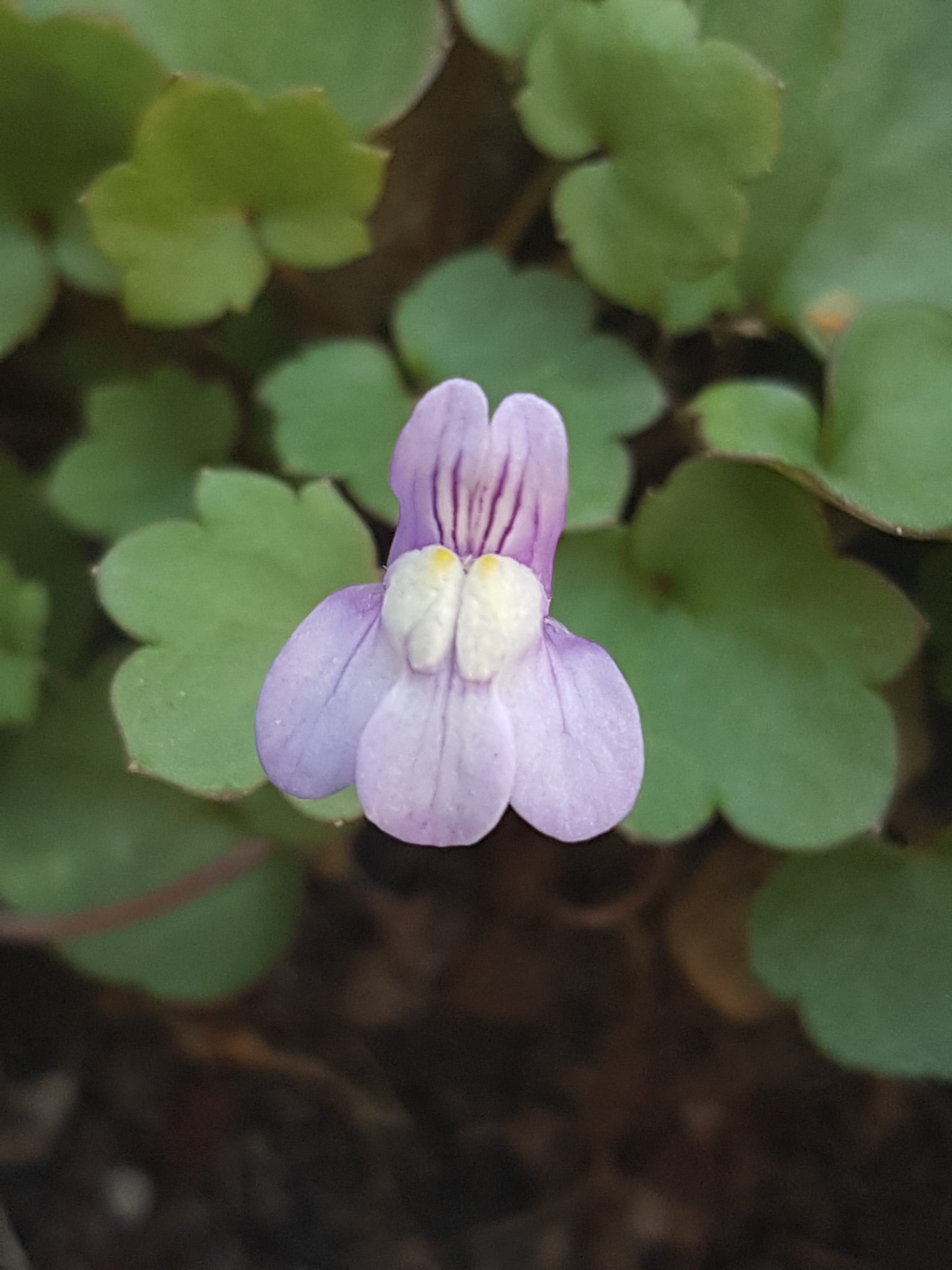 Fremmede blomsterarter fra seilskutetiden som etablerer seg i Norge.